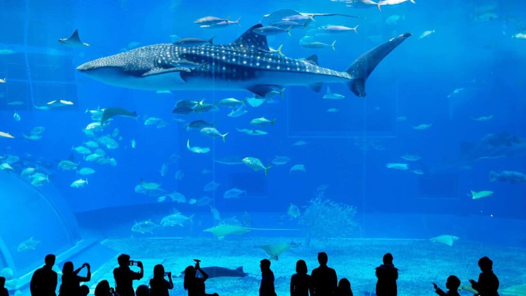 a photo of a shark in an aquarium to signify visiting an aquarium as one of the fun family staycation ideas.